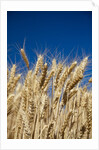 Close up Look at Harvest Wheat and Blue Sky by Anonymous