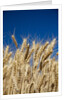 Close up Look at Harvest Wheat and Blue Sky by Anonymous
