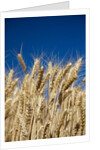 Close up Look at Harvest Wheat and Blue Sky by Anonymous