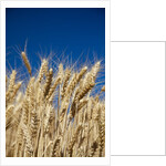 Close up Look at Harvest Wheat and Blue Sky by Anonymous