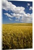 Rolling Hills of Harvest Wheat by Anonymous
