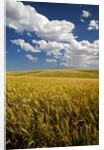 Rolling Hills of Harvest Wheat by Anonymous