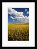Rolling Hills of Harvest Wheat by Anonymous