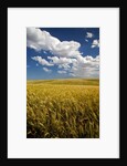 Rolling Hills of Harvest Wheat by Anonymous