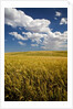 Rolling Hills of Harvest Wheat by Anonymous