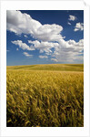 Rolling Hills of Harvest Wheat by Anonymous