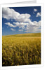 Rolling Hills of Harvest Wheat by Anonymous