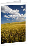 Rolling Hills of Harvest Wheat by Anonymous