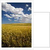 Rolling Hills of Harvest Wheat by Anonymous