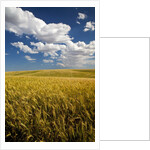 Rolling Hills of Harvest Wheat by Anonymous