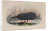 The Whale by Anonymous