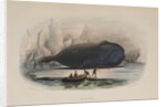 The Whale by Anonymous