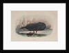 The Whale by Anonymous