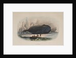 The Whale by Anonymous