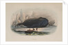 The Whale by Anonymous