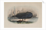 The Whale by Anonymous