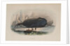 The Whale by Anonymous