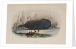 The Whale by Anonymous