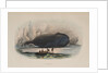 The Whale by Anonymous