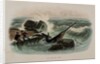 Saw shark by Anonymous