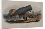 The Sperm Whale by Anonymous