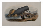 The Sperm Whale by Anonymous
