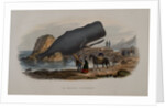 The Sperm Whale by Anonymous