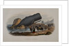 The Sperm Whale by Anonymous