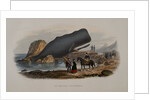 The Sperm Whale by Anonymous