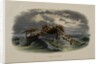 Herring Fishing by Anonymous