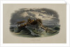 Herring Fishing by Anonymous