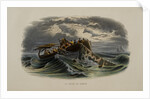 Herring Fishing by Anonymous