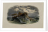 Herring Fishing by Anonymous