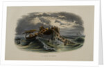 Herring Fishing by Anonymous