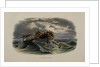 Herring Fishing by Anonymous
