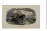 Herring Fishing by Anonymous