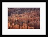 Bryce Canyon National Park, Utah. USA by Anonymous