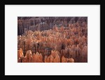 Bryce Canyon National Park, Utah. USA by Anonymous