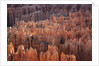 Bryce Canyon National Park, Utah. USA by Anonymous