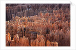 Bryce Canyon National Park, Utah. USA by Anonymous