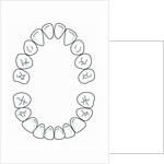 Milk tooth, drawing by Anonymous