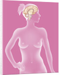 Brain, drawing by Anonymous