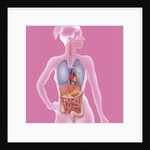 Anatomy, trunk by Anonymous