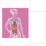 Anatomy, trunk by Anonymous