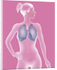 Respiratory tract, drawing by Anonymous