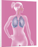 Respiratory tract, drawing by Anonymous