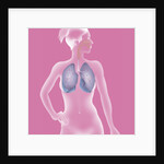 Respiratory tract, drawing by Anonymous