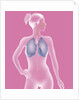 Respiratory tract, drawing by Anonymous