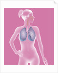 Respiratory tract, drawing by Anonymous