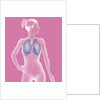 Respiratory tract, drawing by Anonymous